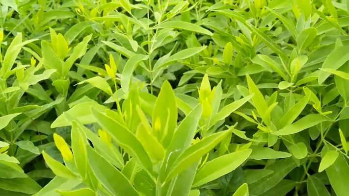 Cung cấp Trà Búp đàn hương thơm ngon