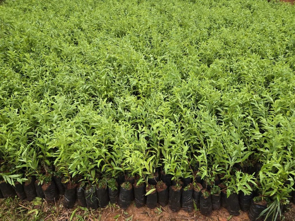 Phát triển Vườn ươm Cây giống.